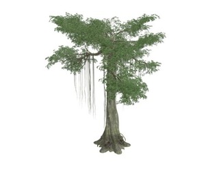 Kapok Tree #10