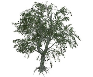 Katsura Tree #01