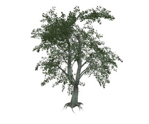 Katsura Tree #02