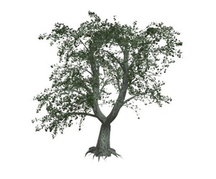 Katsura Tree #03