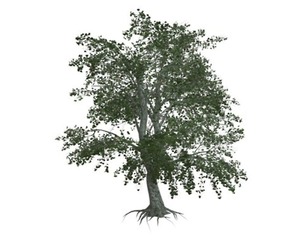 Katsura Tree #04