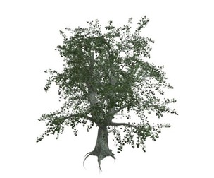 Katsura Tree #05