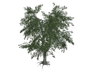 Katsura Tree #06