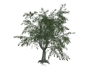 Katsura Tree #07