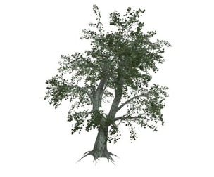 Katsura Tree #08