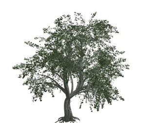 Katsura Tree #09