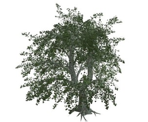 Katsura Tree #10