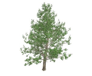 Korean Stewartia Tree #01