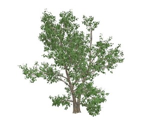 Korean Stewartia Tree #02