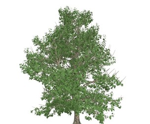 Korean Stewartia Tree #03