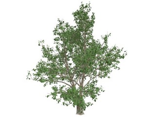 Korean Stewartia Tree #04