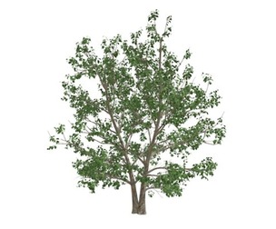 Korean Stewartia Tree #05