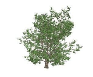 Korean Stewartia Tree #06