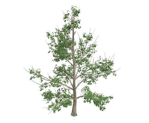 Korean Stewartia Tree #07