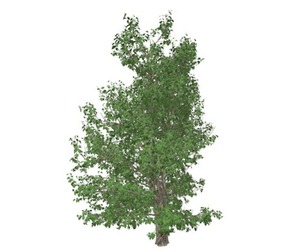 Korean Stewartia Tree #08
