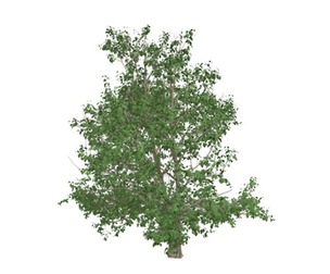 Korean Stewartia Tree #09