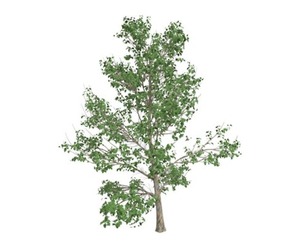 Korean Stewartia Tree #10
