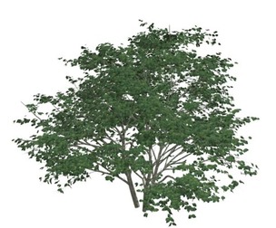 Kousa Dogwood Tree #01