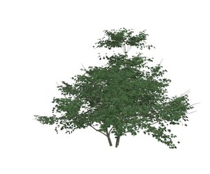 Kousa Dogwood Tree #02