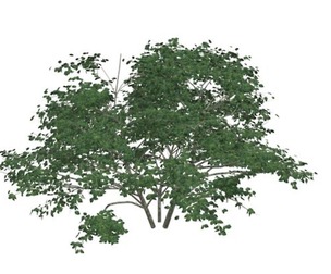 Kousa Dogwood Tree #03