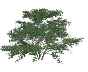 Kousa Dogwood Tree #04