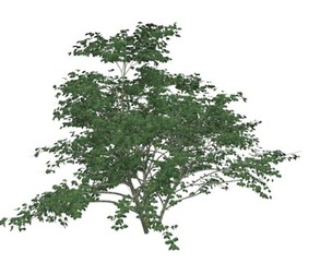 Kousa Dogwood Tree #05