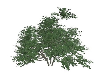 Kousa Dogwood Tree #06