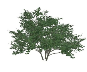 Kousa Dogwood Tree #07