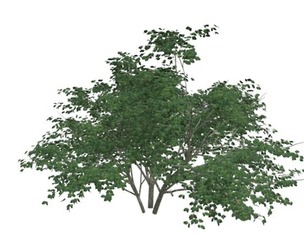 Kousa Dogwood Tree #08