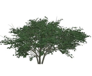 Kousa Dogwood Tree #09