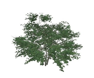 Kousa Dogwood Tree #10