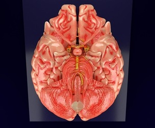 CIRCLE OF WILLIS 3D model