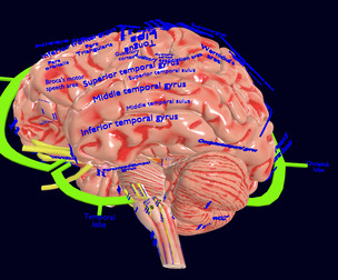 Central nervous system cortex limbic basal ganglia