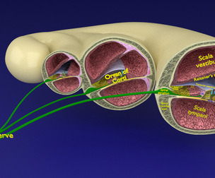 Cochlea cochlear duct inner ear corti