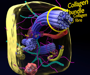 a connective tissue with all its elements
