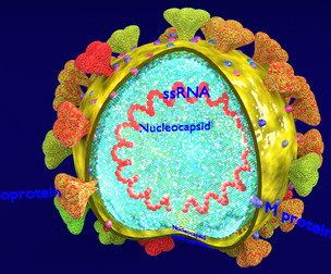 Corona Virus Detail Labeled Cut Section