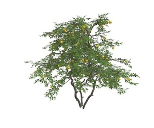 Lemon Tree #01