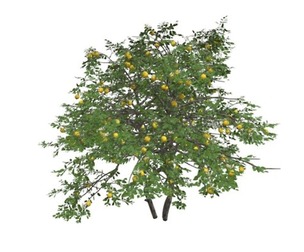 Lemon Tree #02