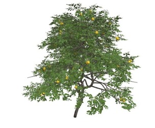 Lemon Tree #03
