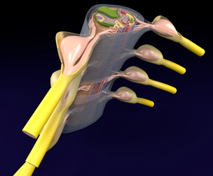 Spinal cord transverse section coverings