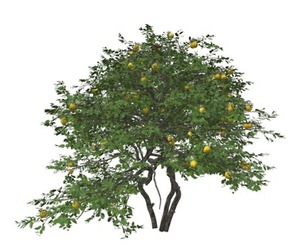 Lemon Tree #04