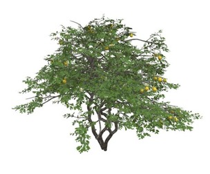 Lemon Tree #05