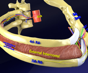 intercostal ribs vessel nerve
