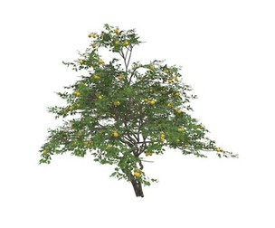 Lemon Tree #06