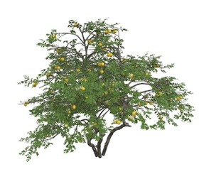 Lemon Tree #07