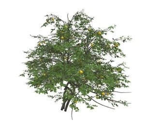 Lemon Tree #08