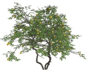 Lemon Tree #09