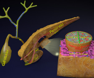 diabetes pancreas islet insulin beta cells