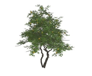 Lemon Tree #10