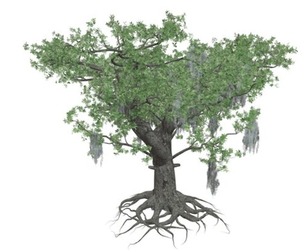 Live Oak Tree #01